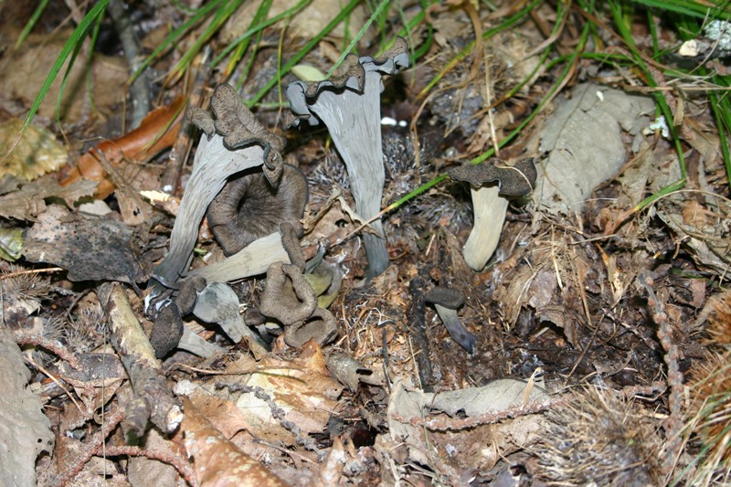 Escursione 11/08/2009